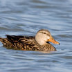 Mottled Duck